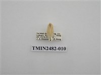 藏品(珠苔蛾)的圖片